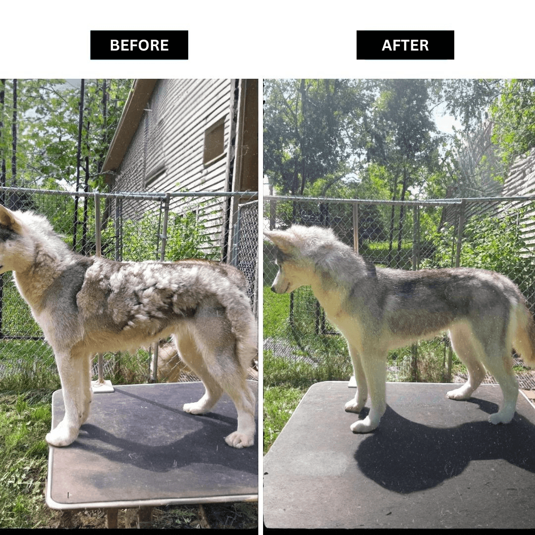 Pet Grooming Vacuum