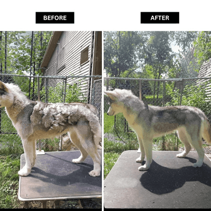 Pet Grooming Vacuum